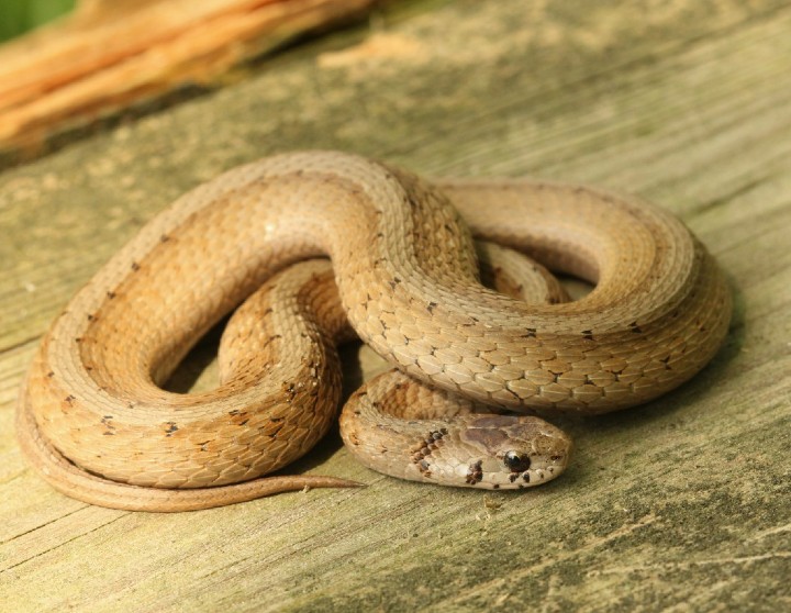 DeKay's Brown Snake